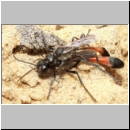 Ammophila sabulosa - Sandwespe 34c 16-20mm Paarung.jpg